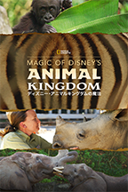 A magia do Animal Kingdom da Disney