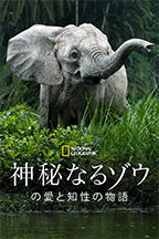 신비한 코끼리의 사랑과 지성의 이야기
